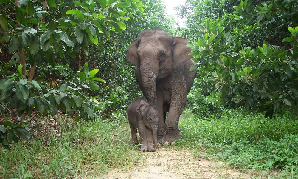 Sumatran Elephants: Their Struggle Against Poaching and Palm Oil